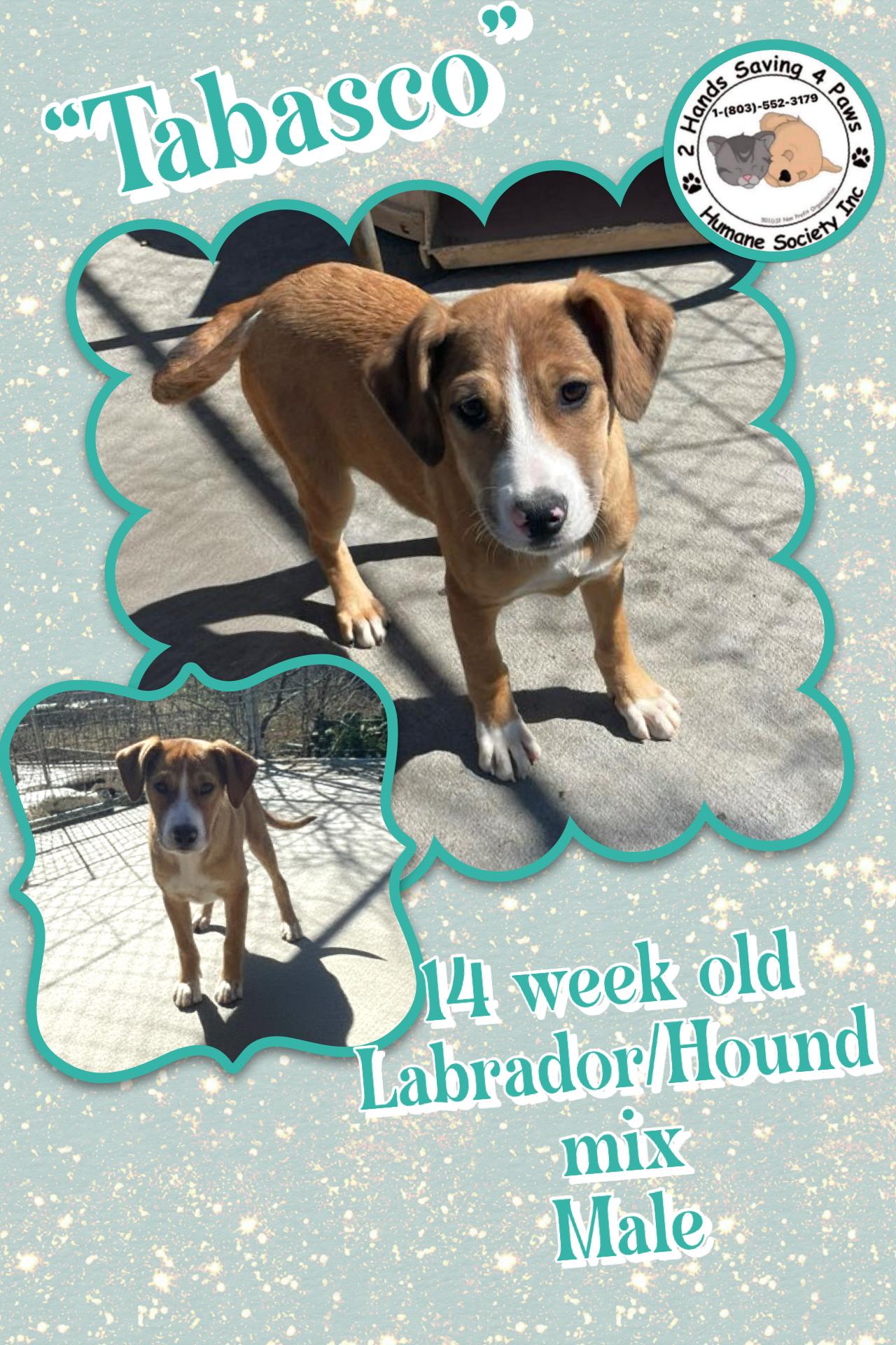 Tabasco, Adoptable, Puppy Male Labrador Retriever.