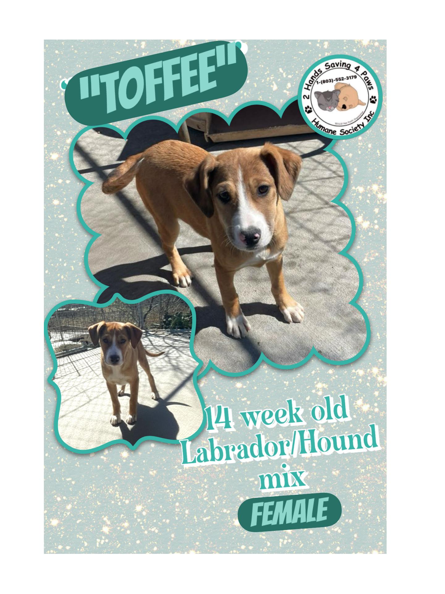 Enlarge Toffee , a Adoptable mixed breed in Totowa, NJ image 1/2