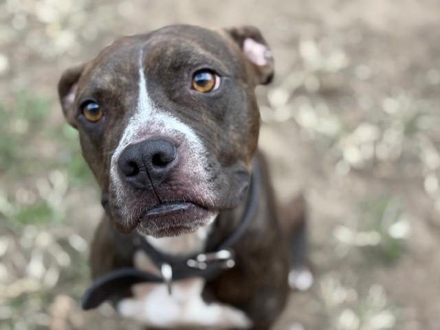 BREEZY, Adoptable, Adult Male Pit Bull Terrier & Boxer.