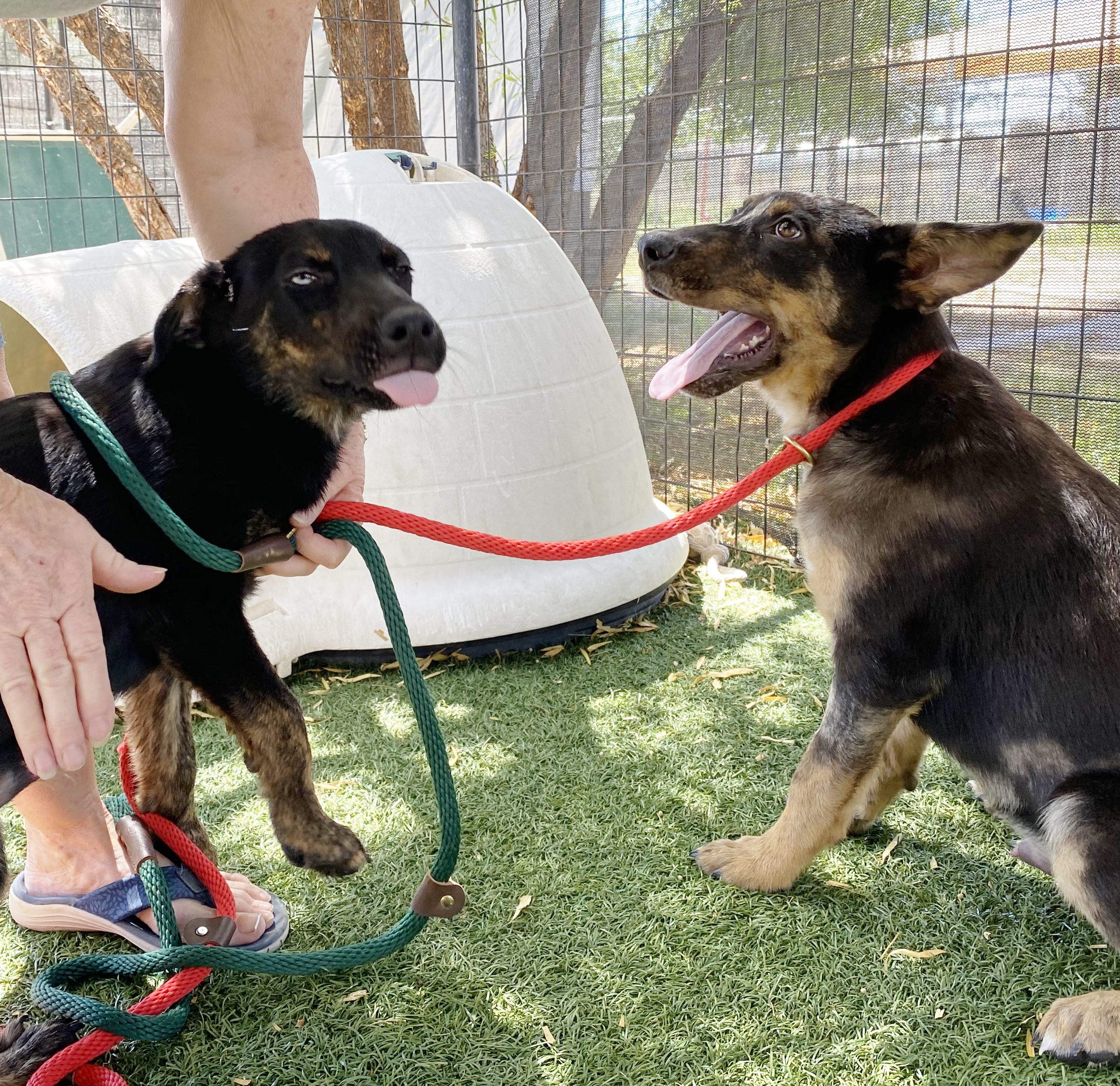 Nelson, a Adoptable Australian Shepherd in El Paso, TX image 5/5