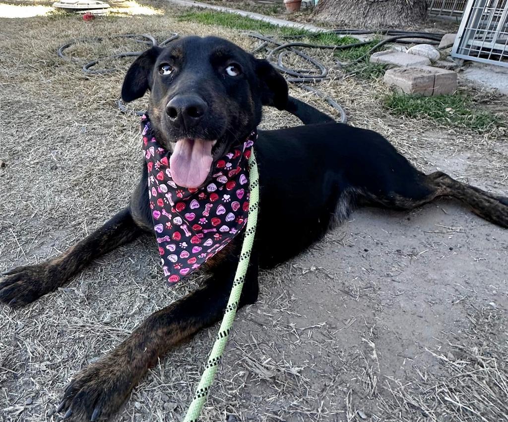 Nelson, a Adoptable Australian Shepherd in El Paso, TX image 1/5