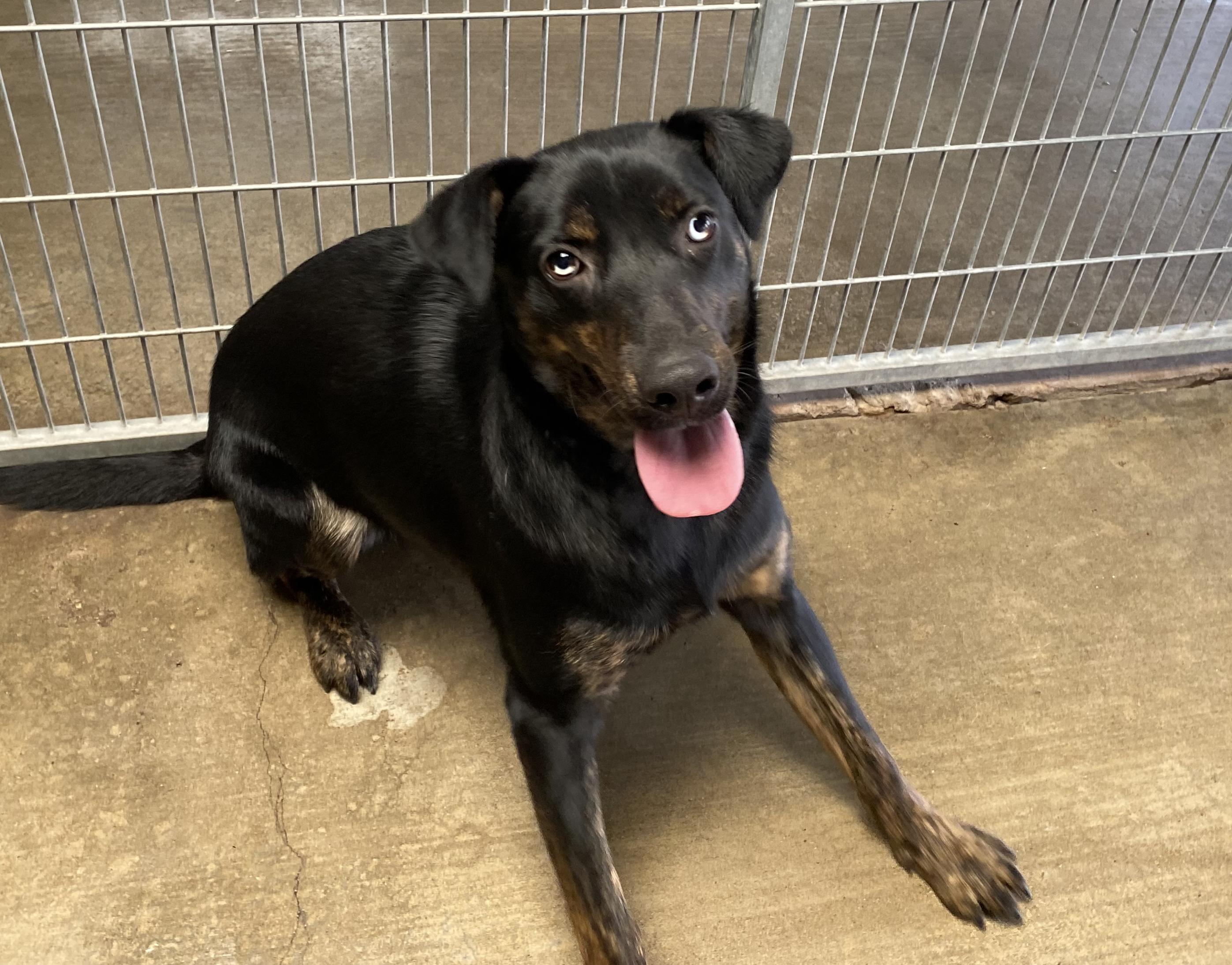 Nelson, a Adoptable Australian Shepherd in El Paso, TX image 3/5