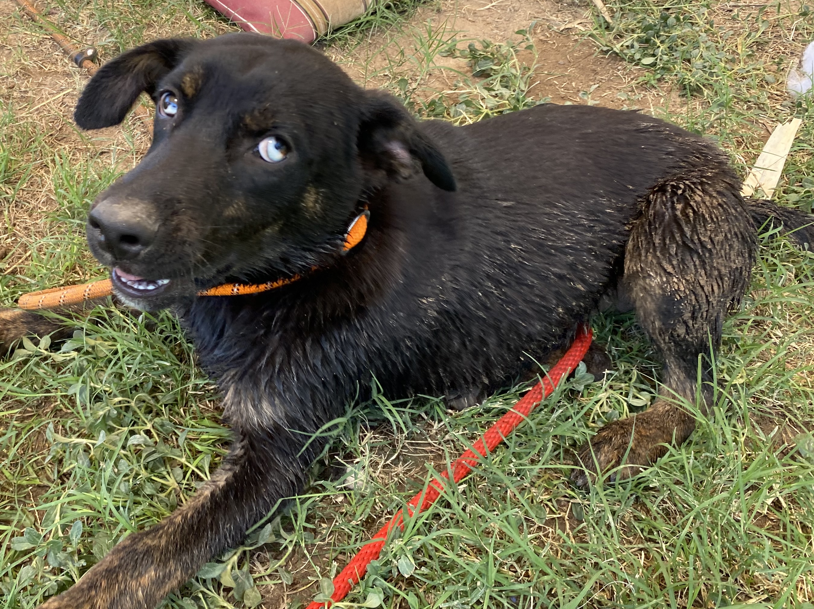 Nelson, a Adoptable Australian Shepherd in El Paso, TX image 4/5