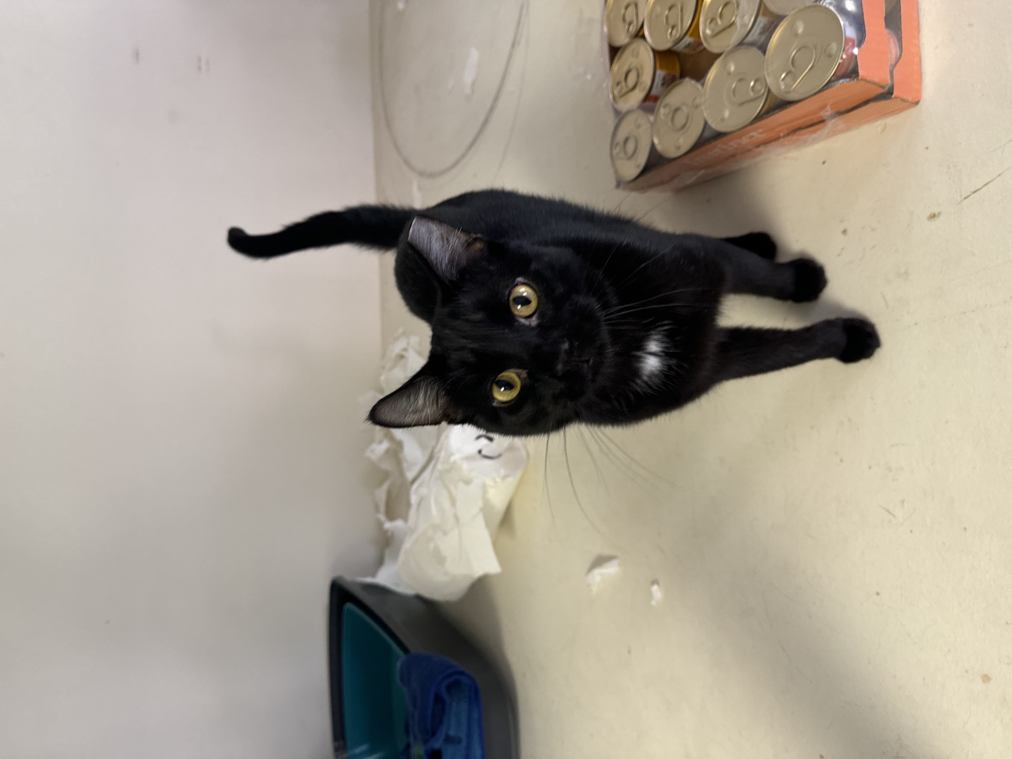 Enlarge Stevie, a Adopted Domestic Short Hair in Wanaque, NJ image 3/5