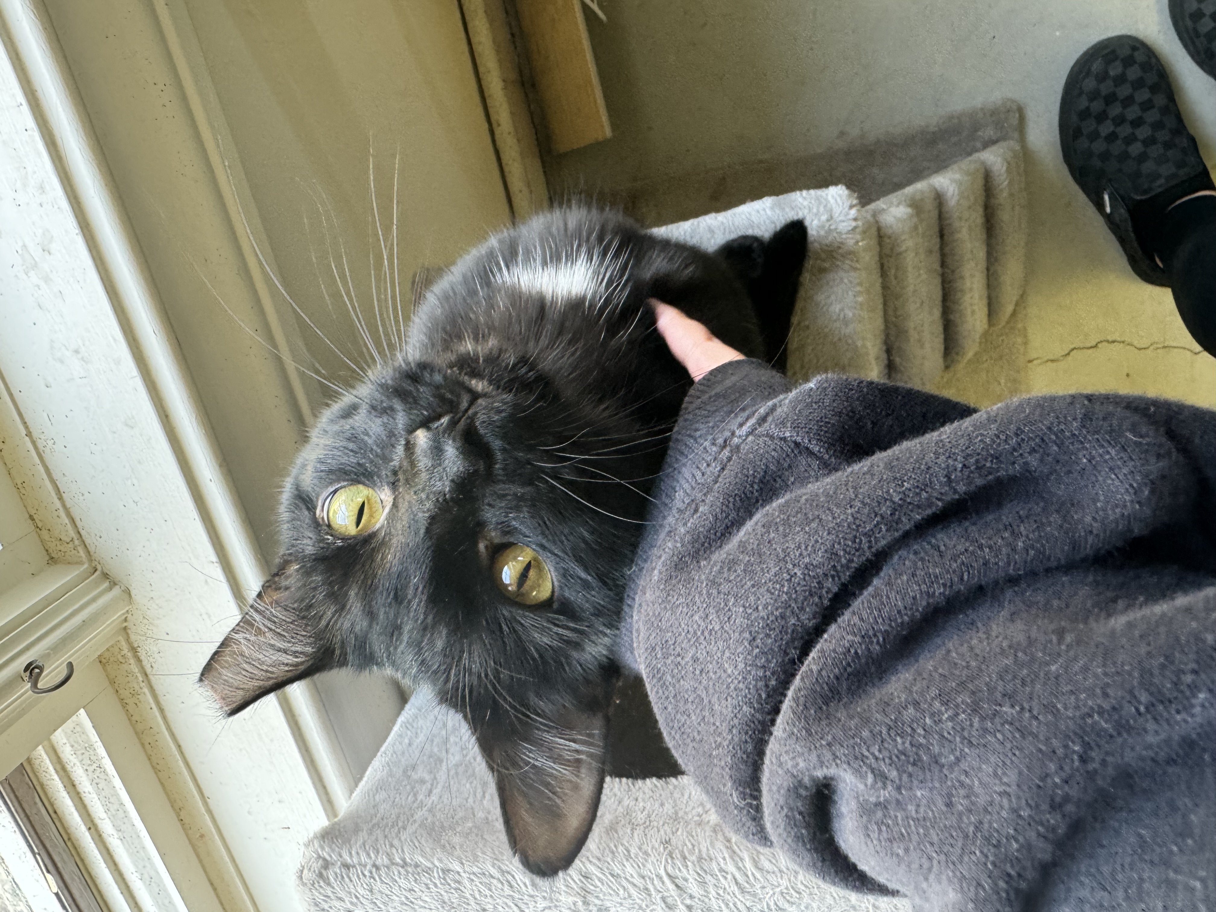 Stevie, Adopted, Adult Male Domestic Short Hair.