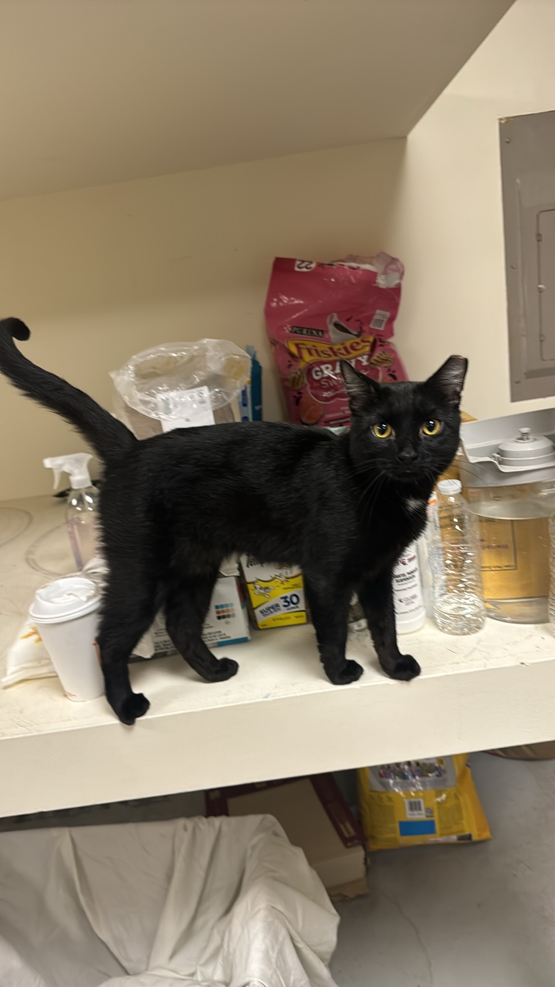 Enlarge Stevie, a Adopted Domestic Short Hair in Wanaque, NJ image 2/5