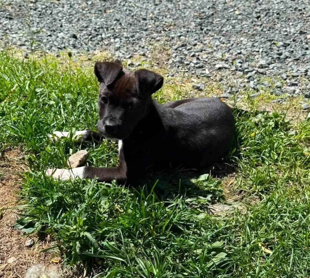 Bill, a ADOPTABLE Mixed Breed in Randolph Center, VT image 3/4