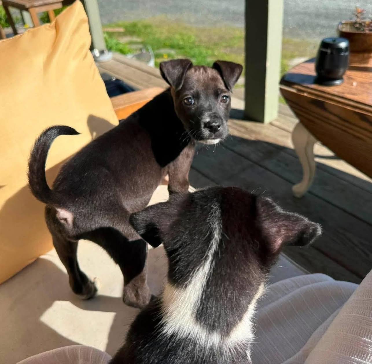 Bill, a ADOPTABLE Mixed Breed in Randolph Center, VT image 2/4