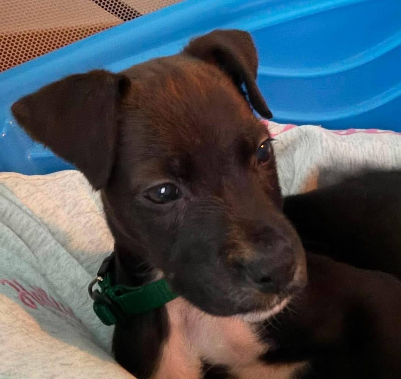 Bill, a ADOPTABLE Mixed Breed in Randolph Center, VT image 1/4