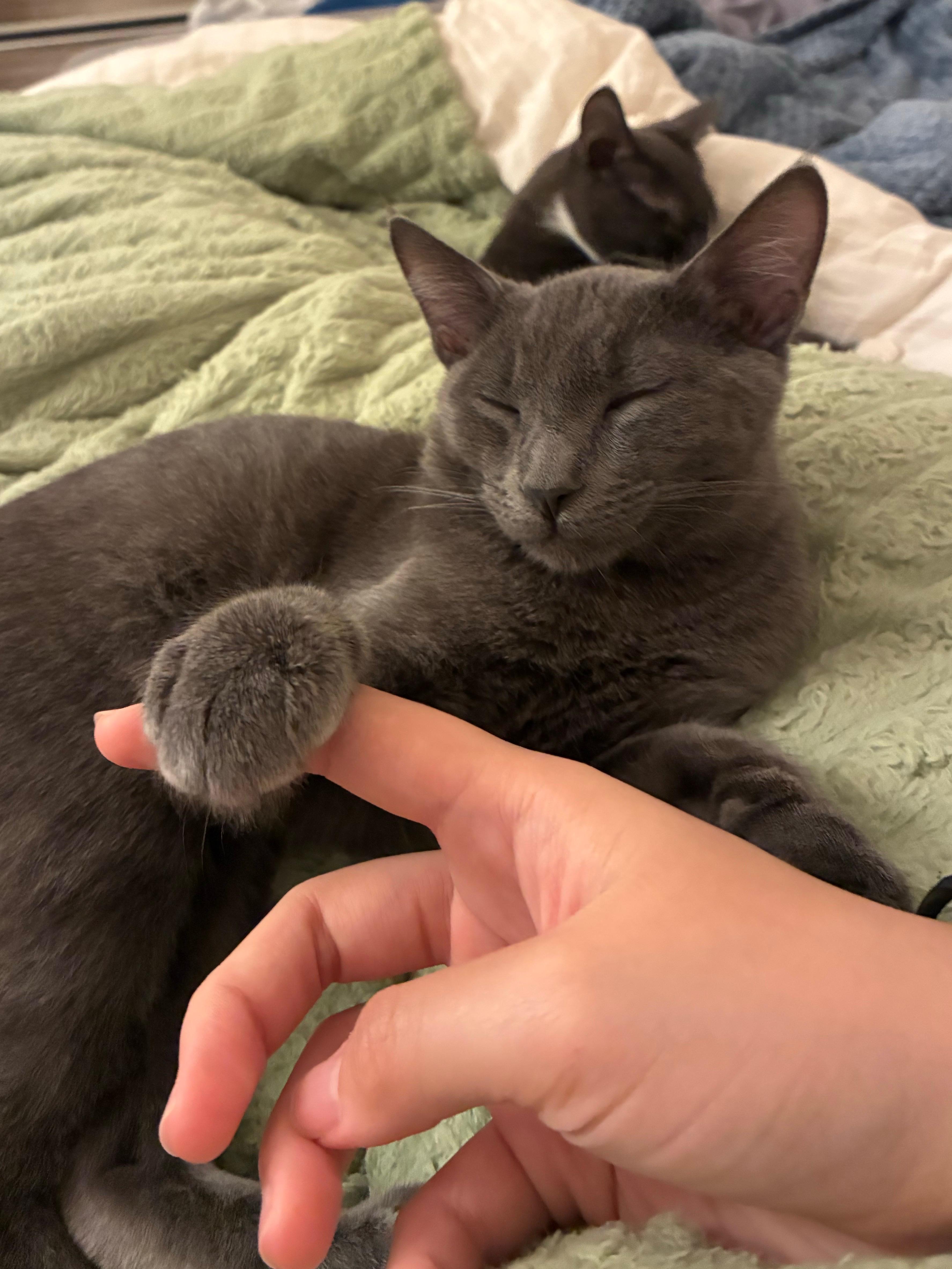 Enlarge Lune, a ADOPTABLE Domestic Short Hair in Davis, CA image 3/6