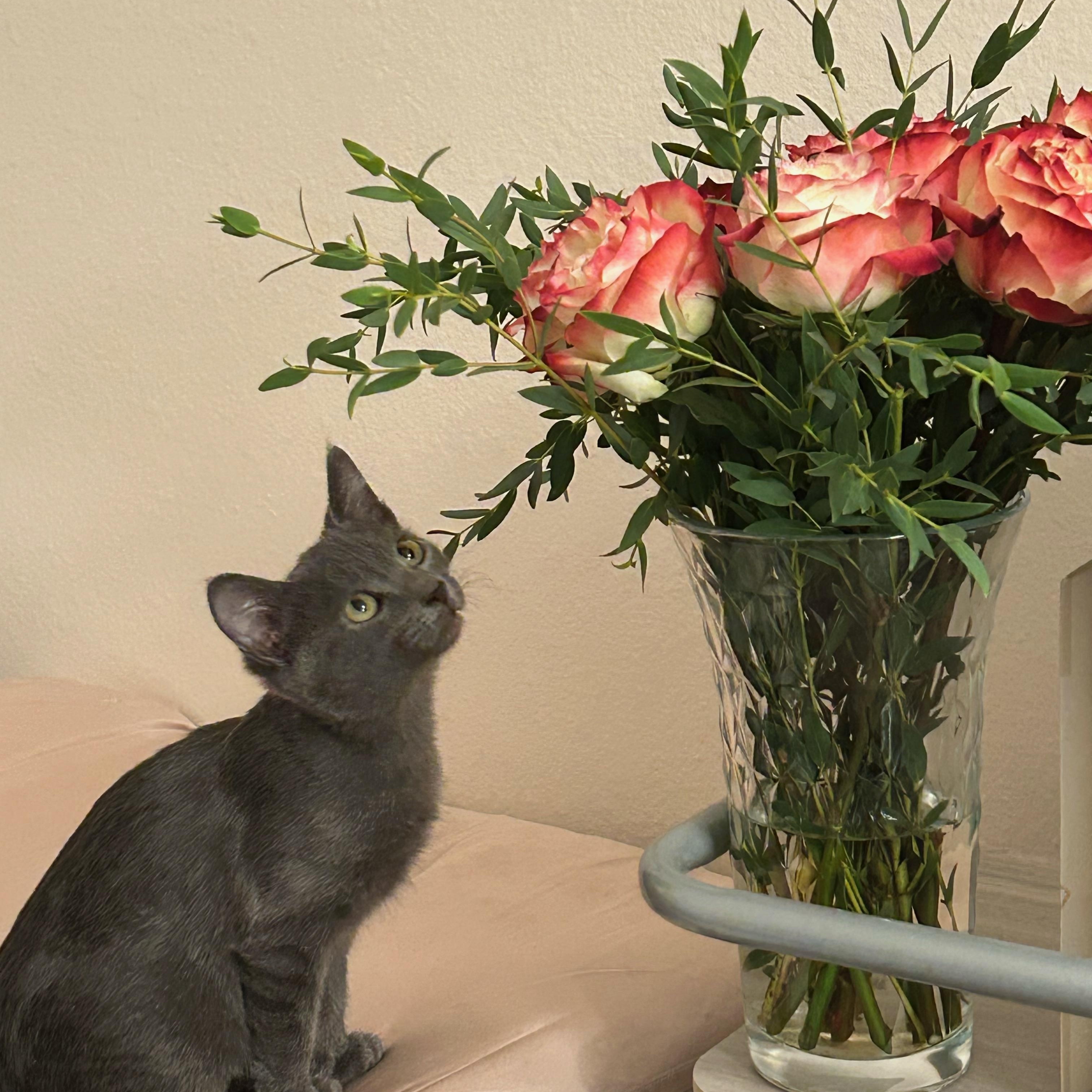 Enlarge Lune, a ADOPTABLE Domestic Short Hair in Davis, CA image 2/6