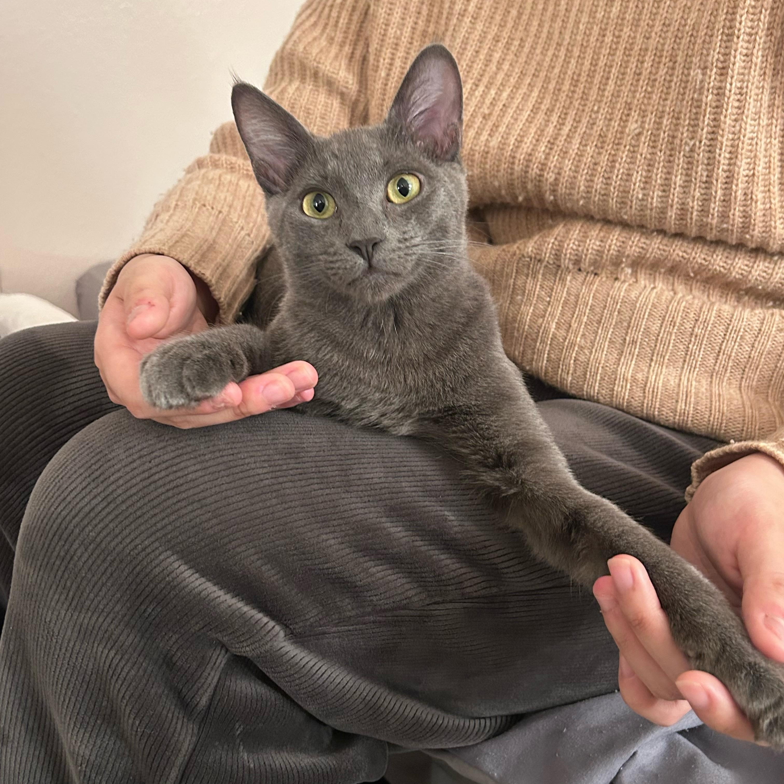 Lune, ADOPTABLE, Kitten Male Domestic Short Hair.