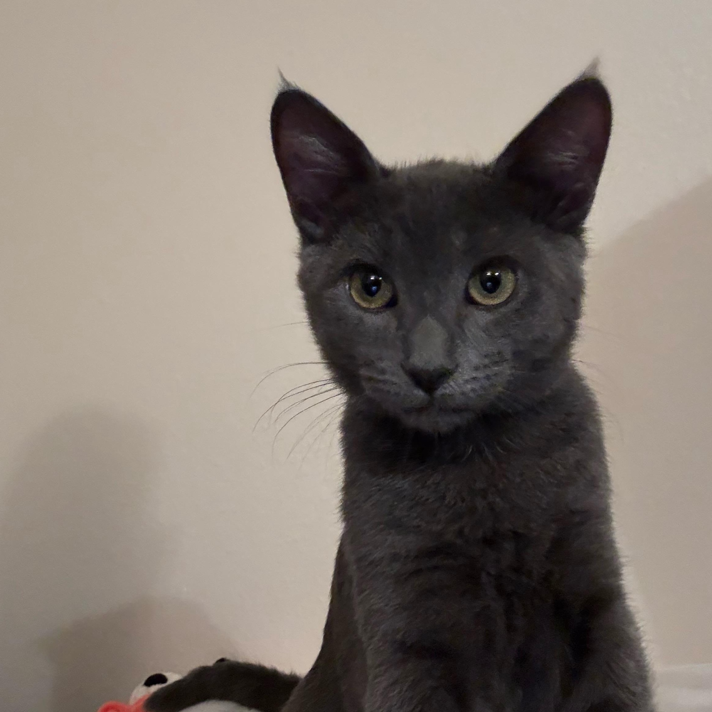 Enlarge Lune, a ADOPTABLE Domestic Short Hair in Davis, CA image 4/6