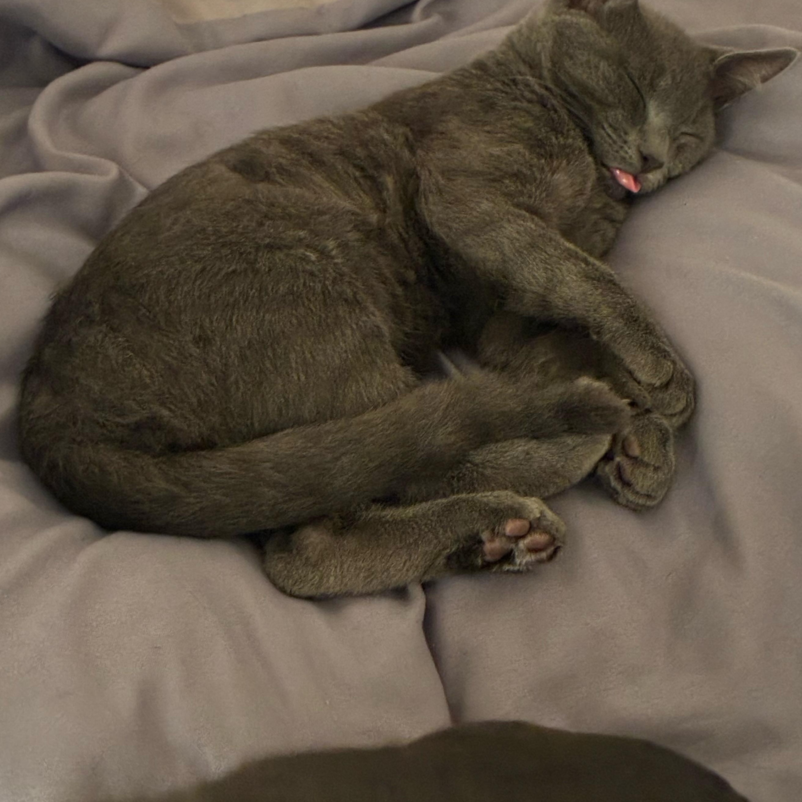 Enlarge Lune, a ADOPTABLE Domestic Short Hair in Davis, CA image 6/6