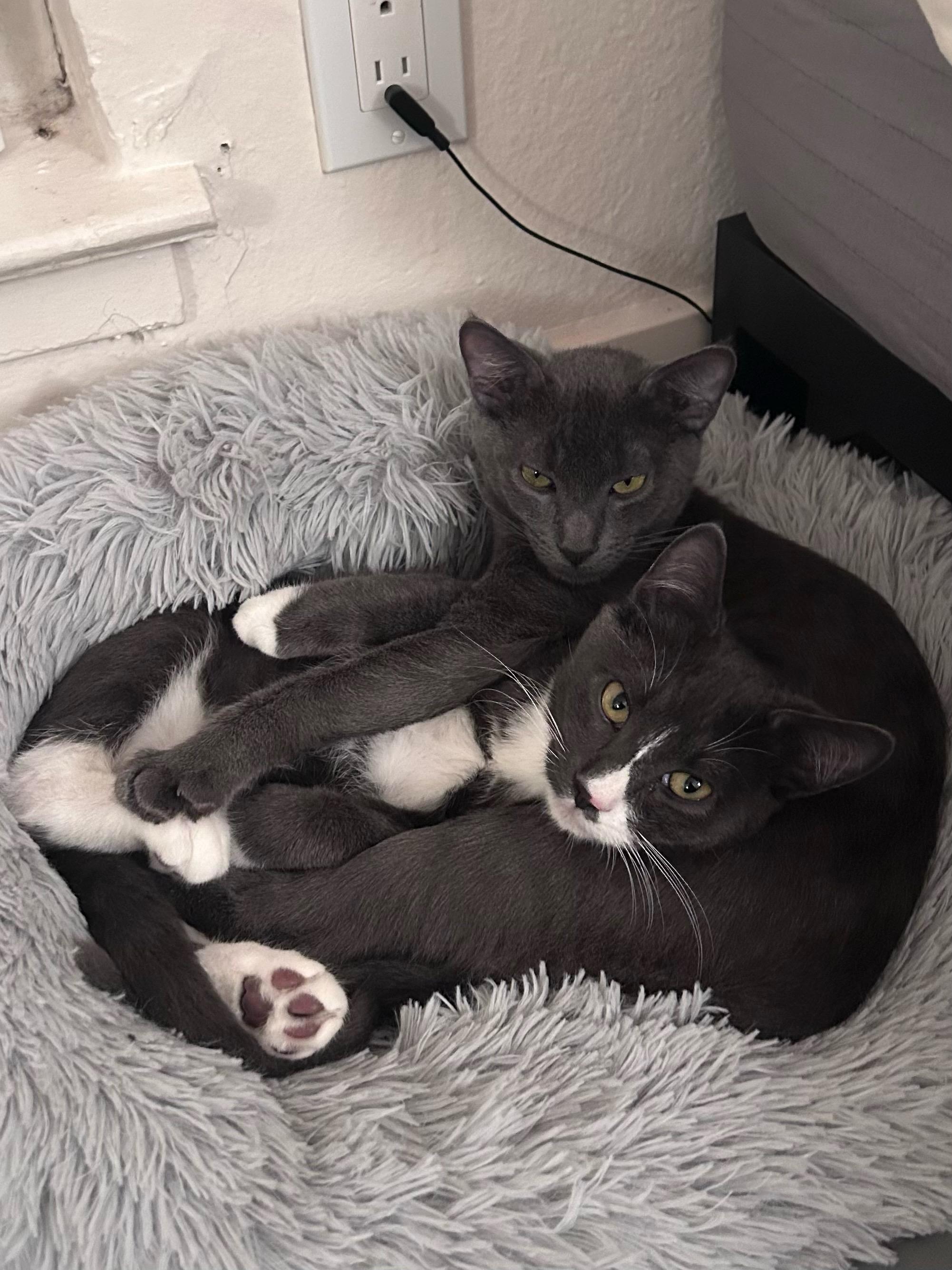 Enlarge Lune, a ADOPTABLE Domestic Short Hair in Davis, CA image 5/6