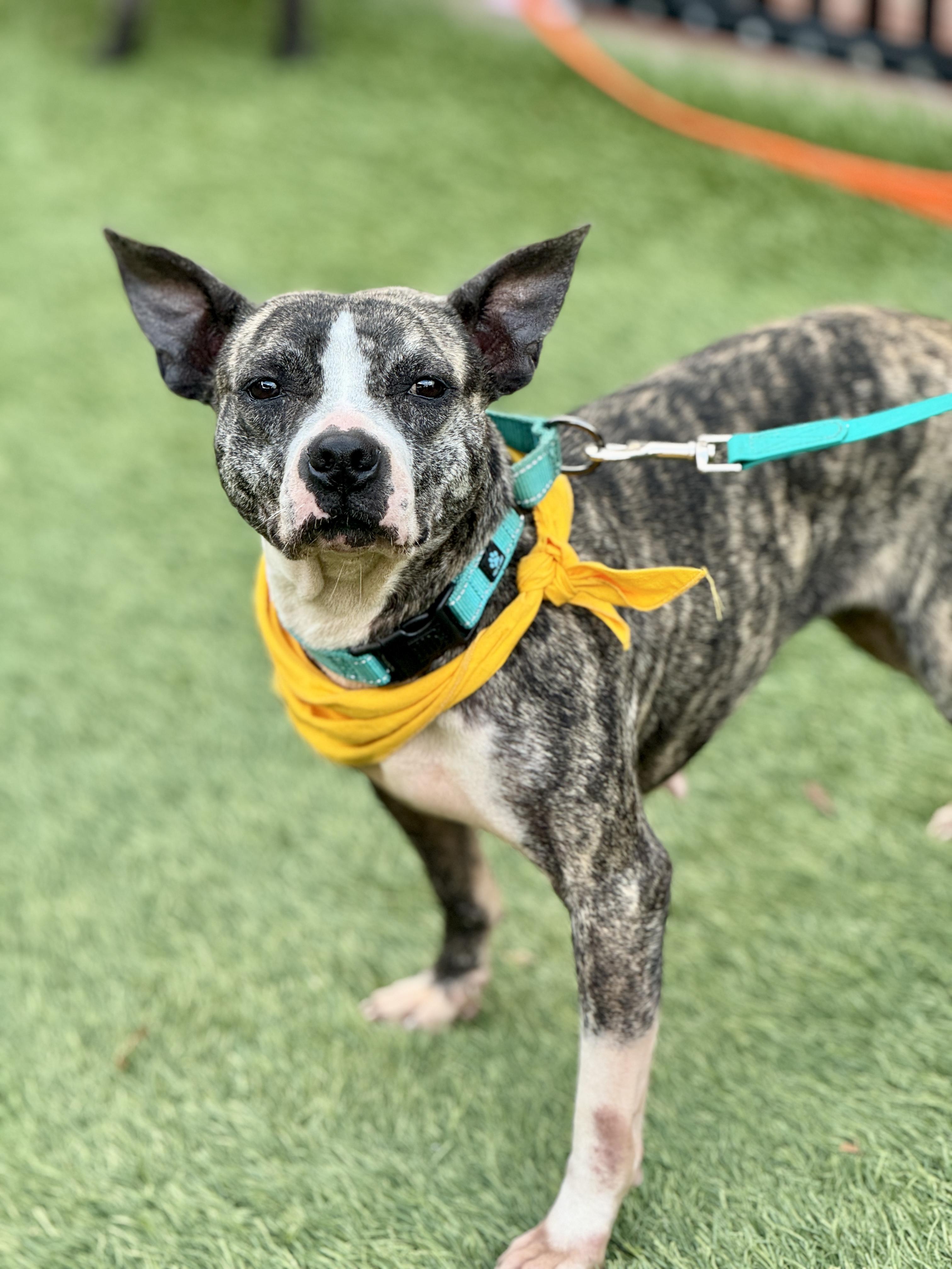 Enlarge Kora, a ADOPTABLE Pit Bull Terrier in San Francisco, CA image 1/2