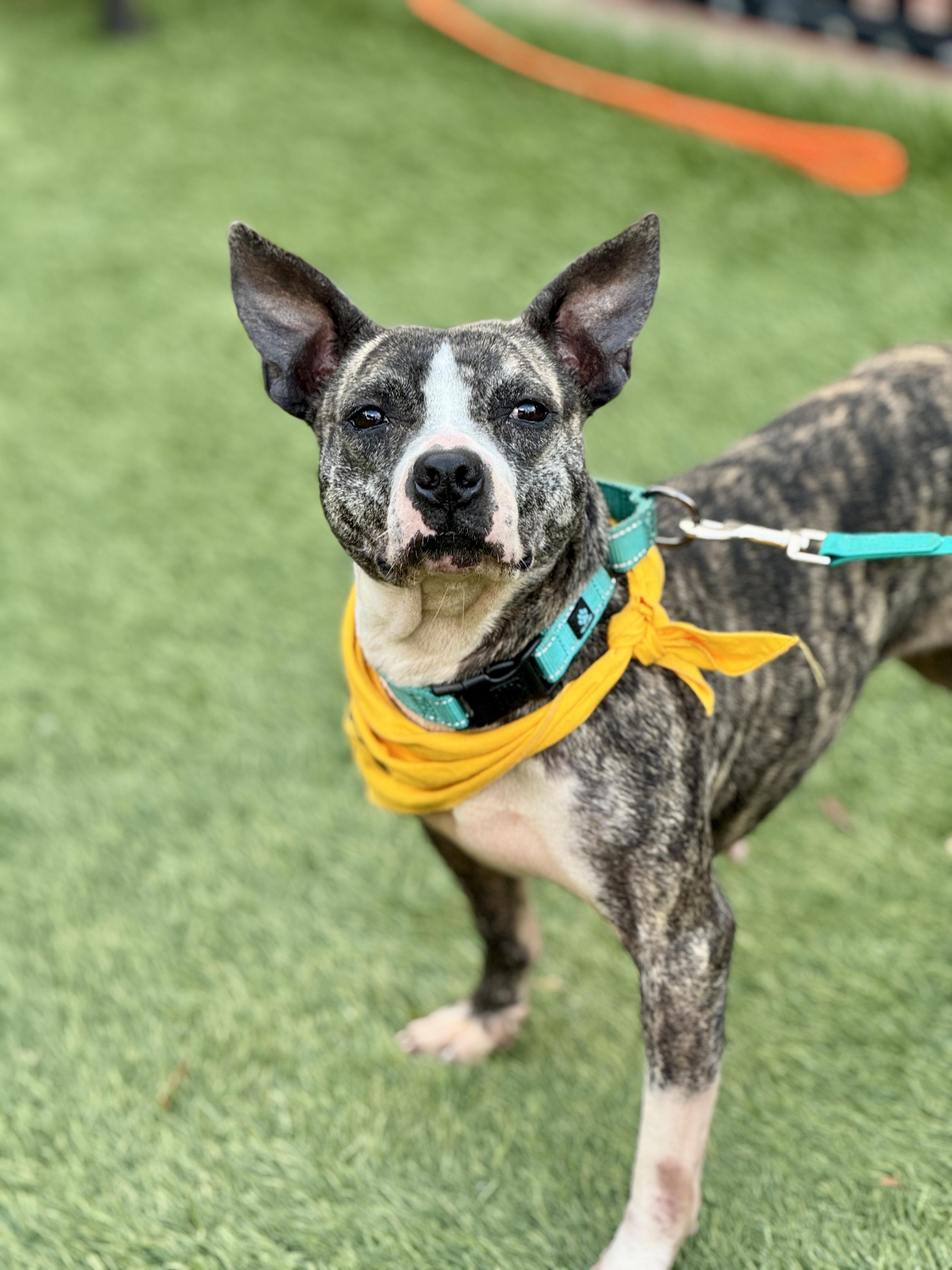 Enlarge Kora, a ADOPTABLE Pit Bull Terrier in San Francisco, CA image 2/2