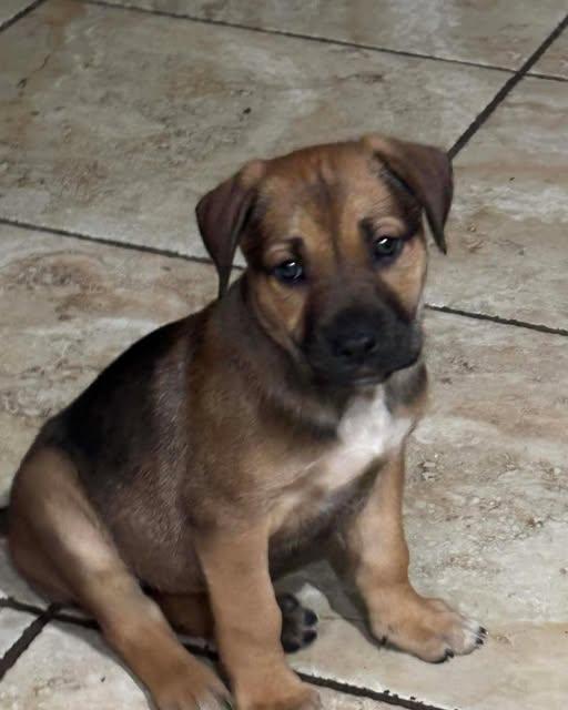 Libby, ADOPTABLE, Puppy Female Shepherd.