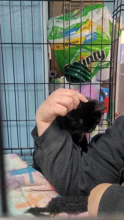 Enlarge Quilla, an adopted Domestic Short Hair in Chehalis, WA video 2/3