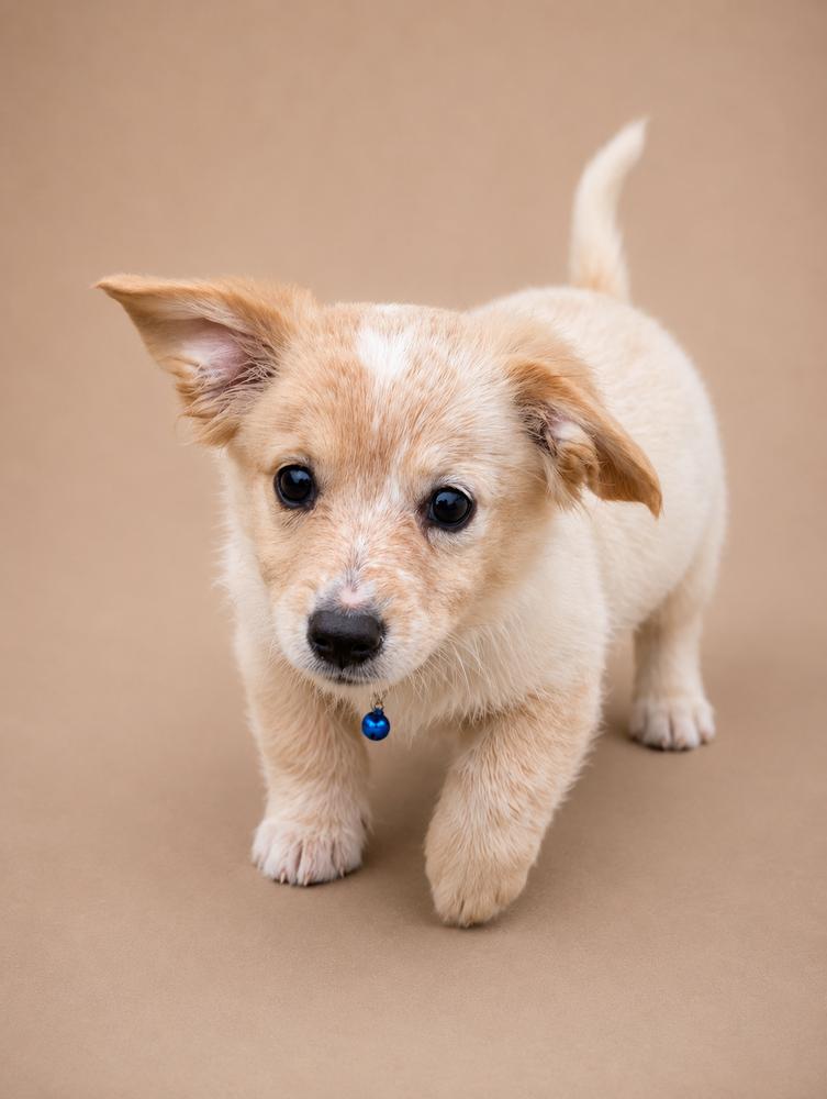 Brady Bunch - Cindy, Adoptable, Puppy Female Dachshund & Cattle Dog.
