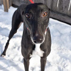 Enlarge AFG MINA'S MARIE, a Adoptable Greyhound in grandville, MI image 1/1