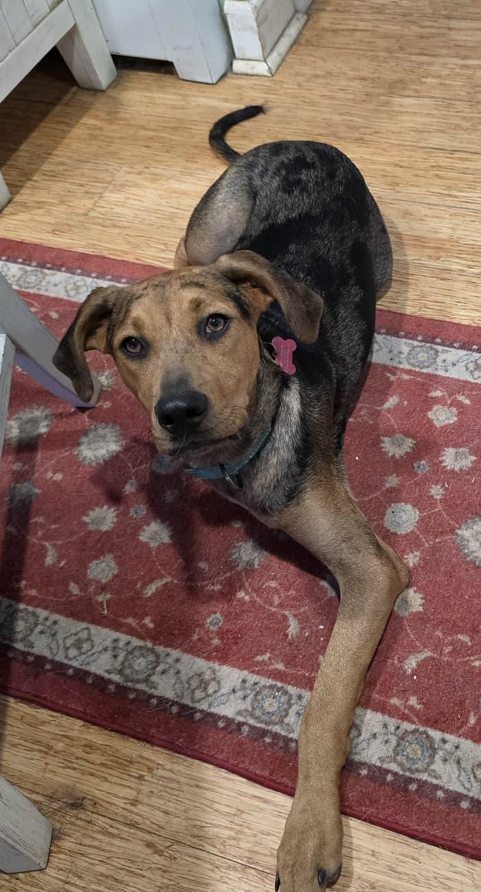 Enlarge Cypher the Tri-Pod, a Adoptable mixed breed in Scranton, PA image 4/4