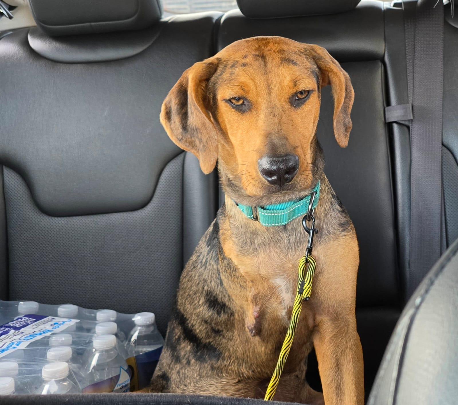 Cypher the Tri-Pod, Adoptable, Young Male Plott Hound.
