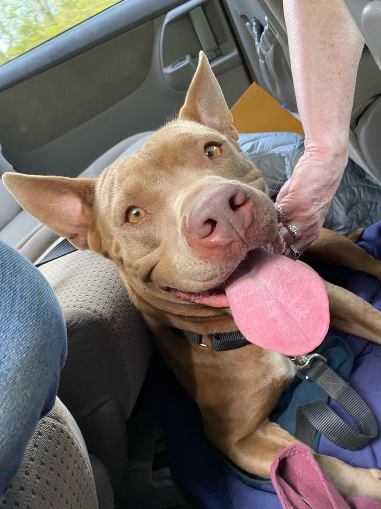 Enlarge Alice, a Adopted mixed breed in Westbrook, CT image 1/6