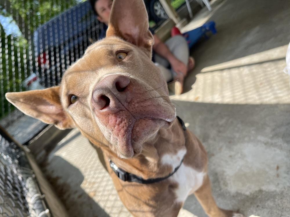 Enlarge Alice, a Adopted mixed breed in Westbrook, CT image 2/6