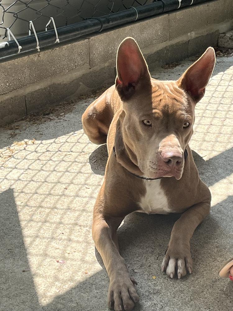 Enlarge Alice, a Adopted mixed breed in Westbrook, CT image 3/6