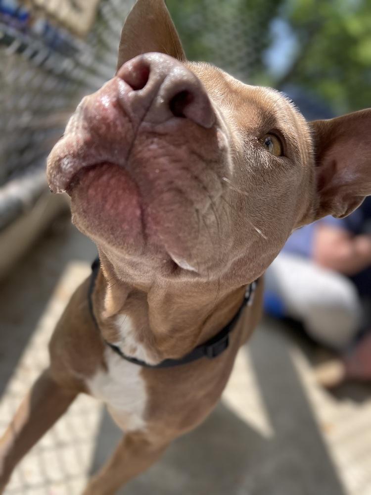 Enlarge Alice, a Adopted mixed breed in Westbrook, CT image 4/6