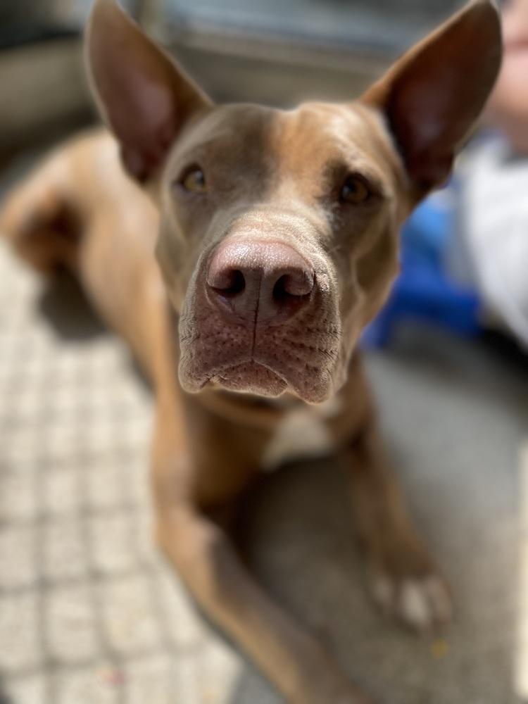 Enlarge Alice, a Adopted mixed breed in Westbrook, CT image 5/6