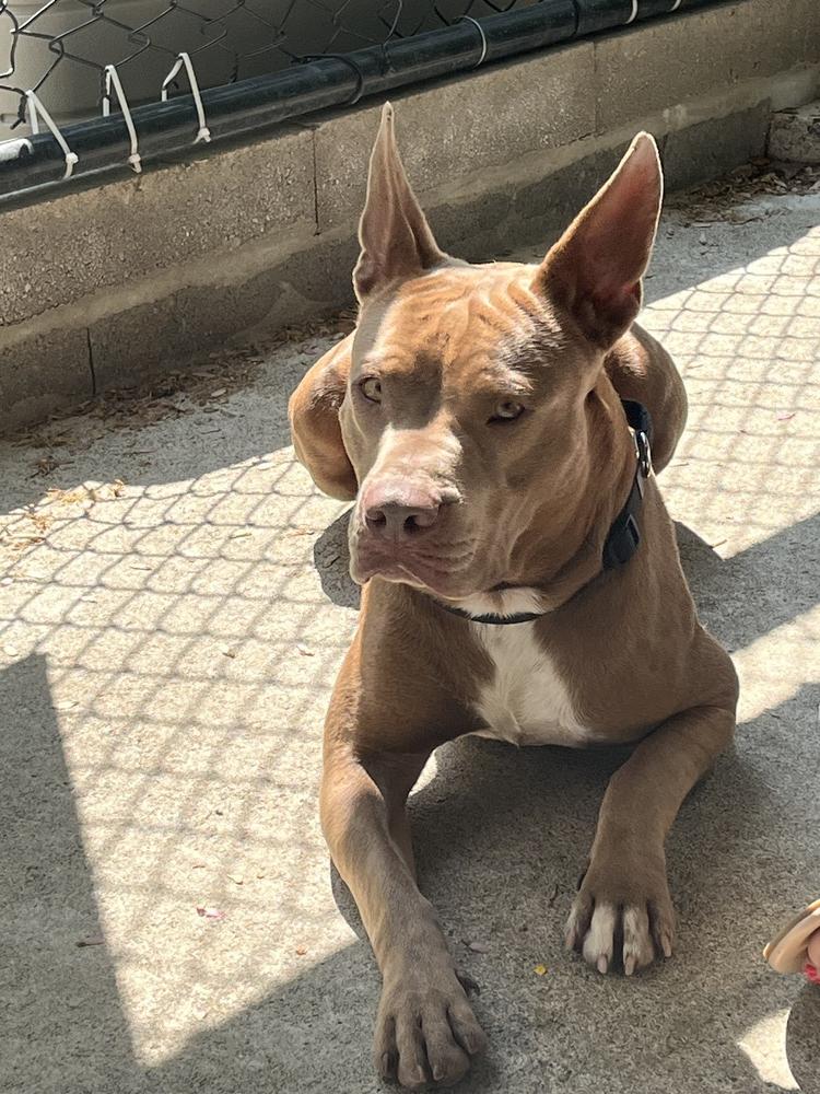 Enlarge Alice, a Adopted mixed breed in Westbrook, CT image 6/6