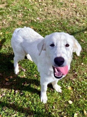 Evelyn, Adoptable, Puppy Female Great Pyrenees.