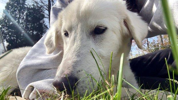 Evelyn, a Adoptable mixed breed in Bedford Hills, NY image 3/5