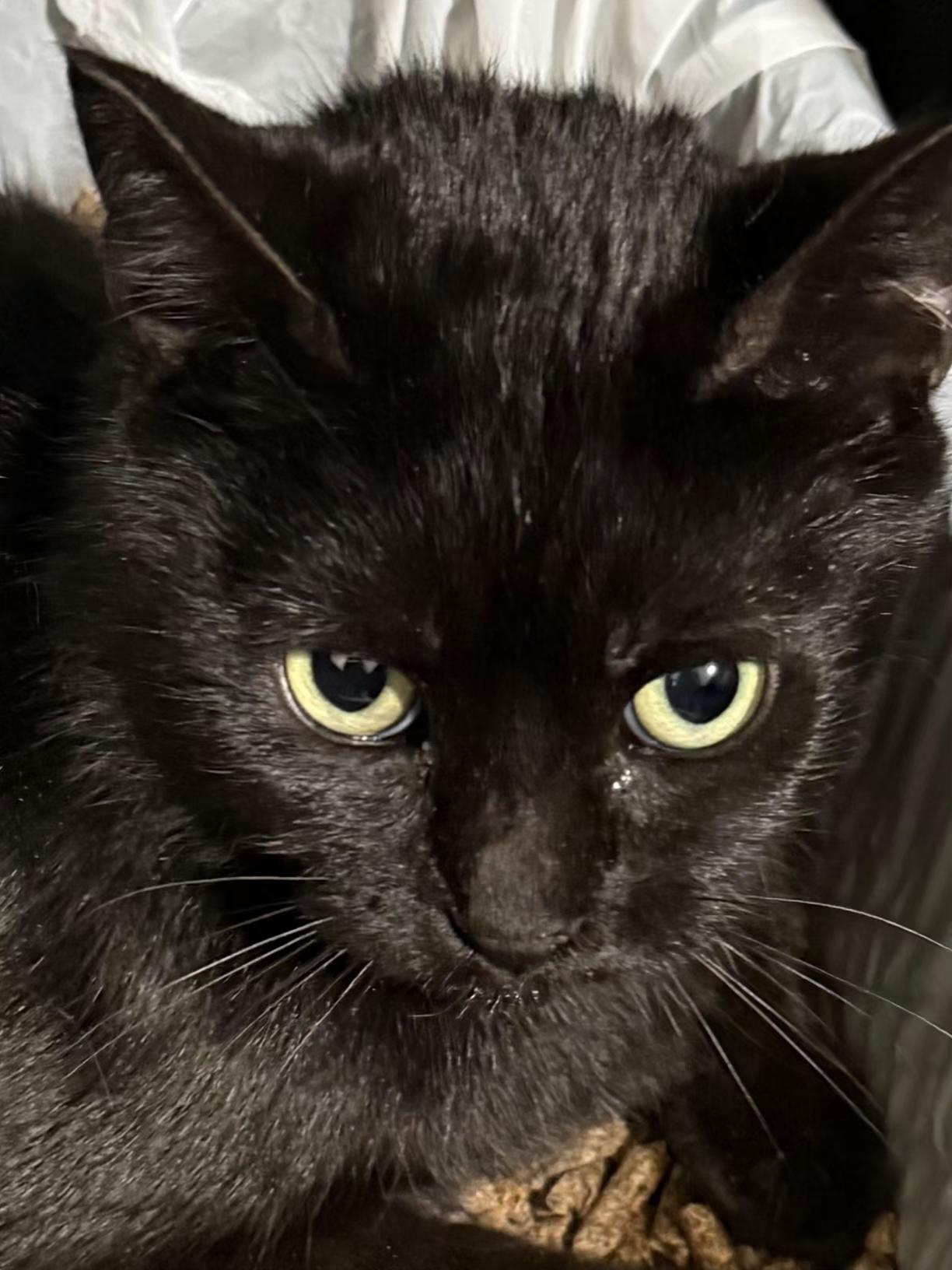 Misty, adoptable, Adult Female Domestic Short Hair.