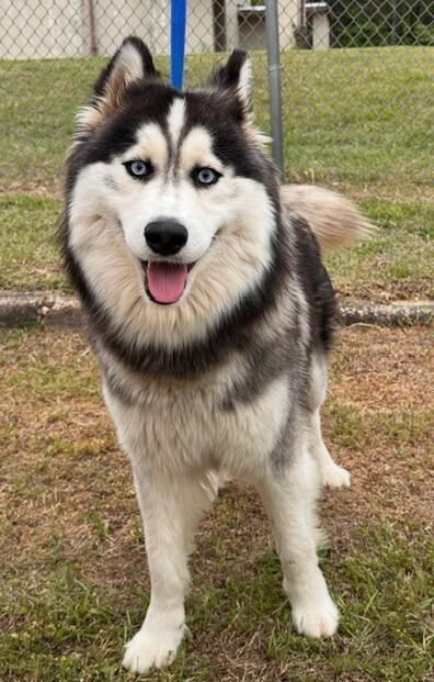 Enlarge Balto, a Adoptable mixed breed in Washington, DC image 1/6