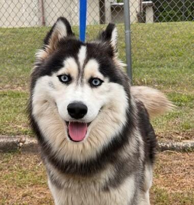 Enlarge Balto, a Adoptable mixed breed in Washington, DC image 2/6
