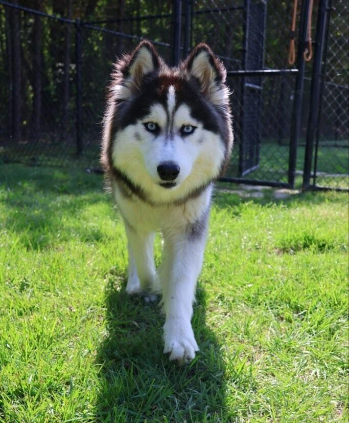 Enlarge Balto, a Adoptable mixed breed in Washington, DC image 3/6