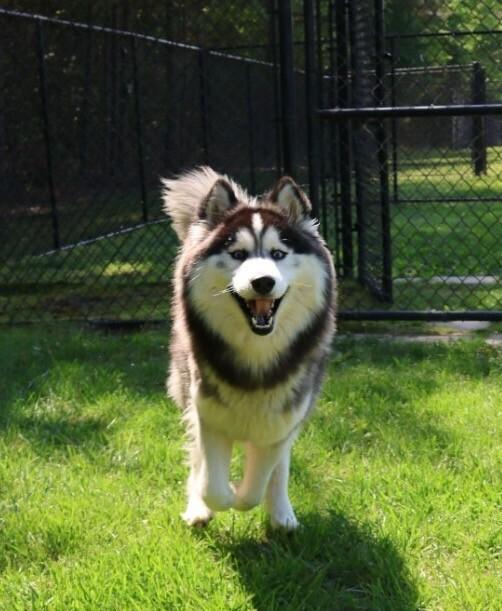 Enlarge Balto, a Adoptable mixed breed in Washington, DC image 4/6