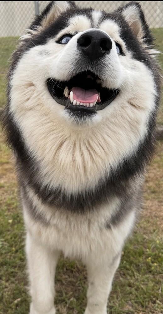 Enlarge Balto, a Adoptable mixed breed in Washington, DC image 5/6