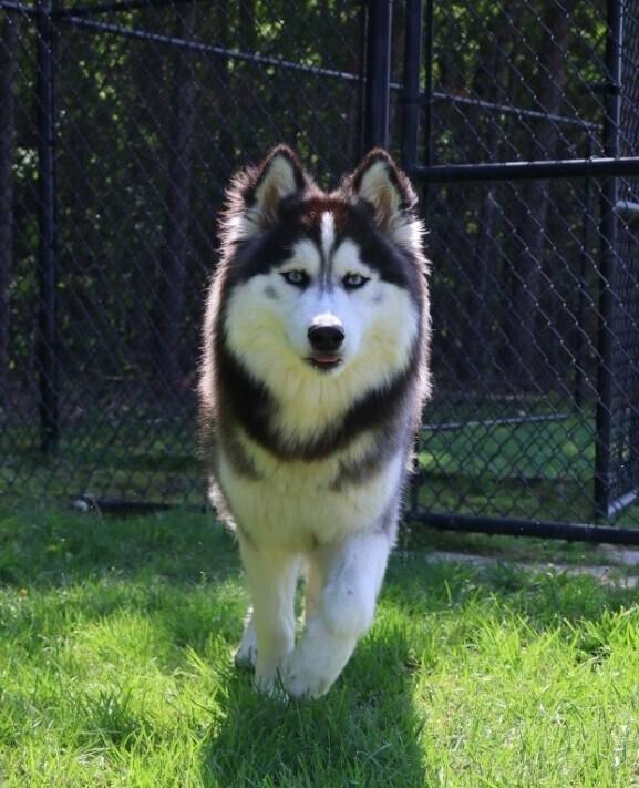 Enlarge Balto, a Adoptable mixed breed in Washington, DC image 6/6