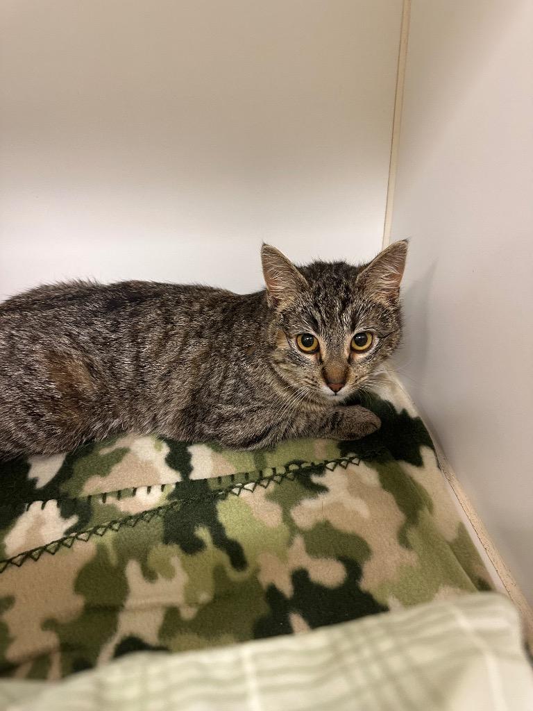 Twinkie (Old Turnpike)