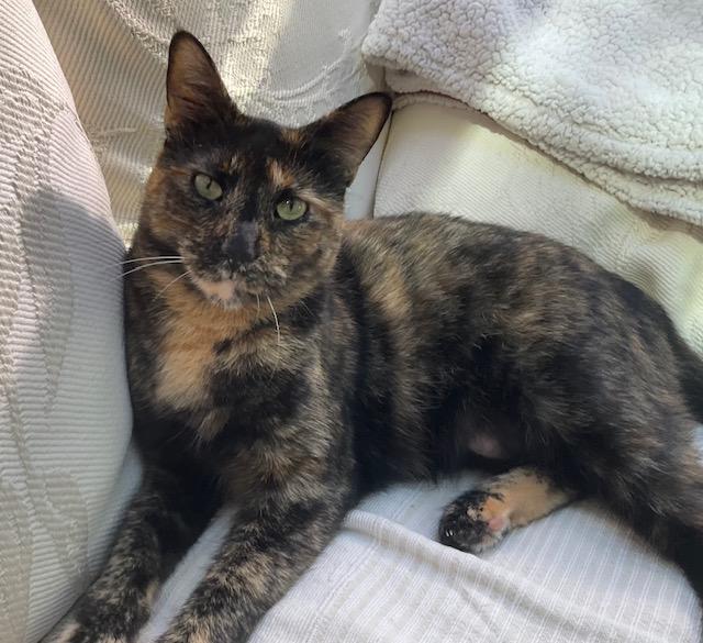 Pepper, a Adoptable Tortoiseshell in Novato, CA image 5/5