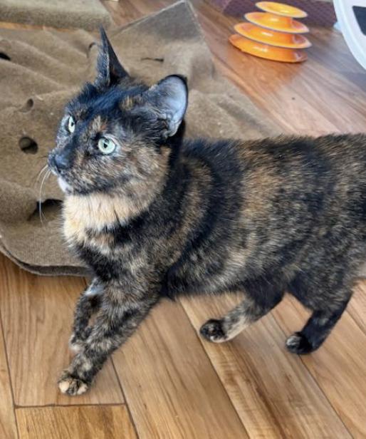 Enlarge Pepper, a Adoptable Tortoiseshell in Novato, CA image 2/4