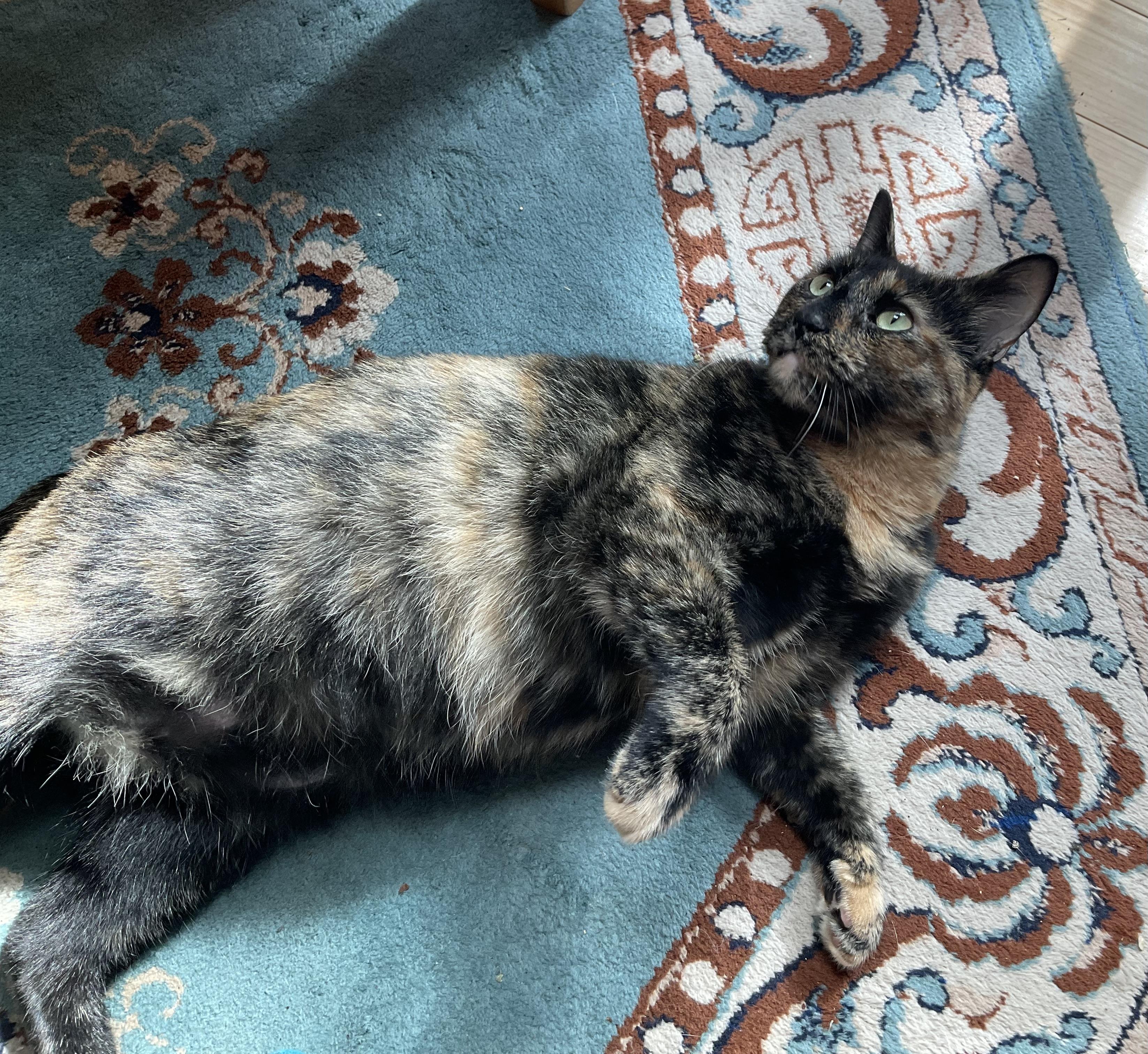Enlarge Pepper, a Adoptable Tortoiseshell in Novato, CA image 4/4