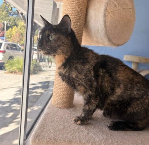 Enlarge Pepper, a Adoptable Tortoiseshell in Novato, CA image 3/4
