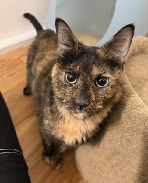 Enlarge Pepper, a Adoptable Tortoiseshell in Novato, CA image 1/4