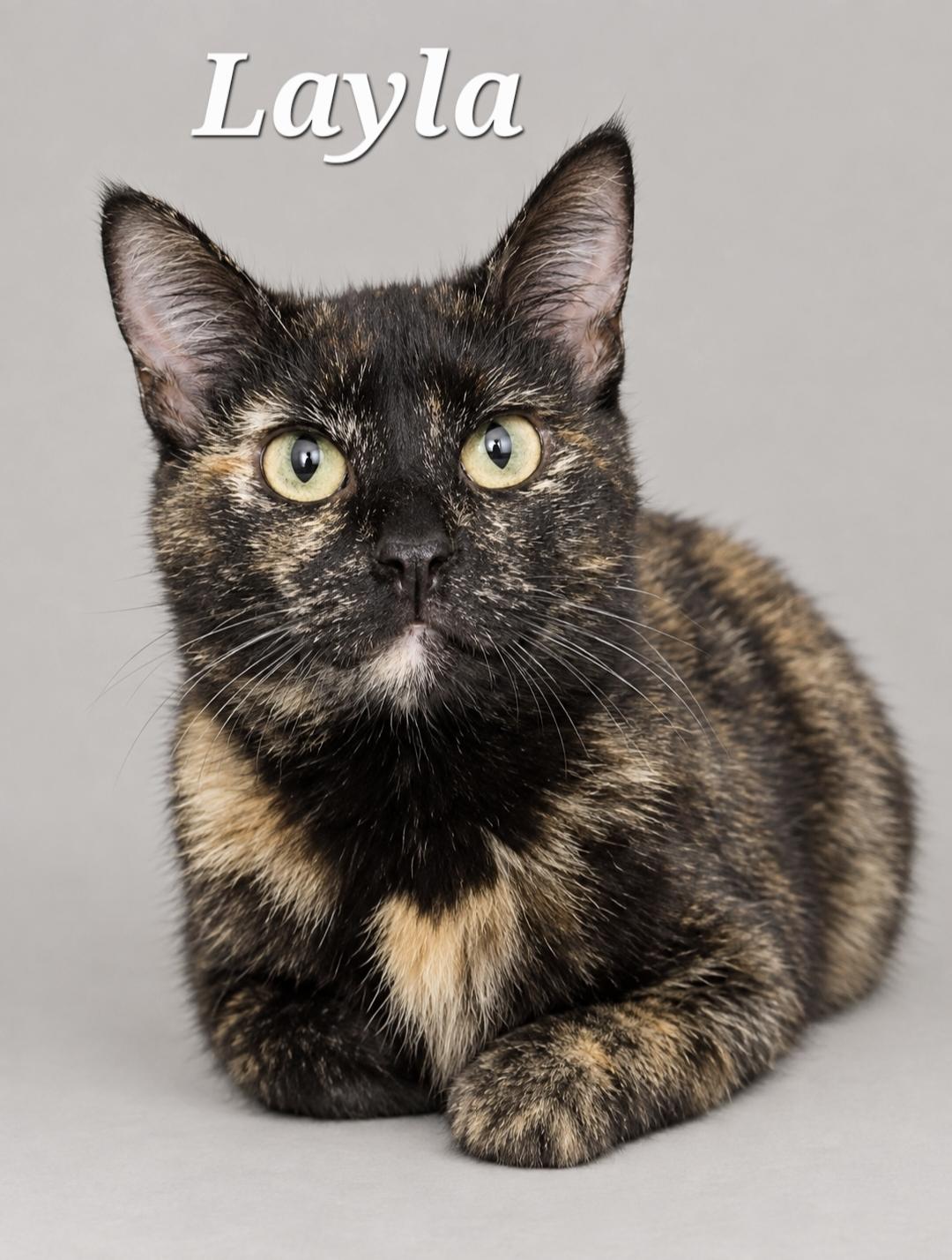Enlarge Layla, a Adoptable Tortoiseshell in Cranberry Township, PA image 1/1