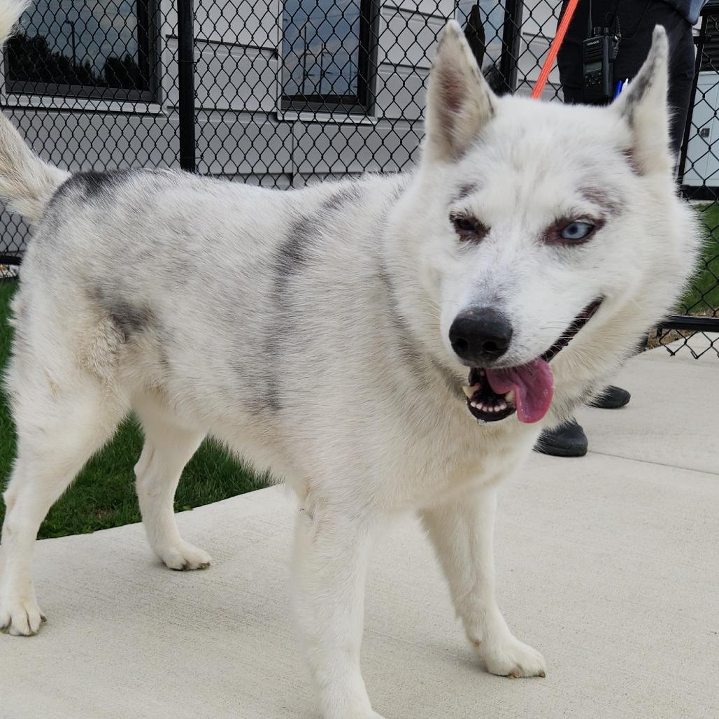 Enlarge Peepaw, a Adoptable Siberian Husky in Fort Wayne, IN image 1/6